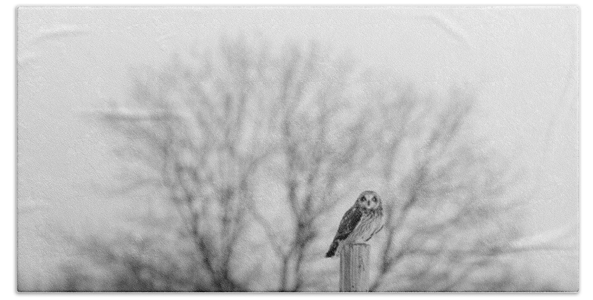 Short-eared Owl Beach Towel featuring the photograph Short-eared owl in black and white by Tracy Winter