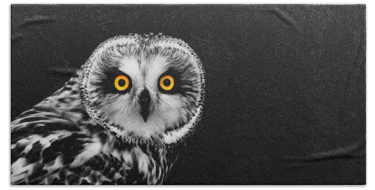 Short Eared Owl Beach Towel featuring the photograph Short-Eared Owl by Mark Rogan