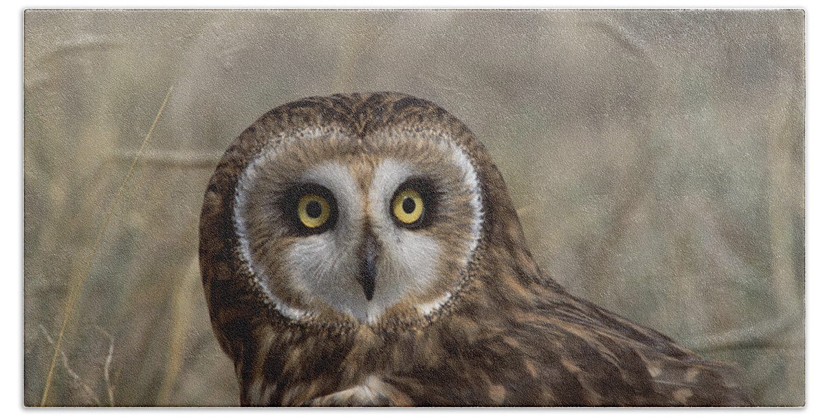 Feb0514 Beach Towel featuring the photograph Short-eared Owl Portrait North America by Konrad Wothe