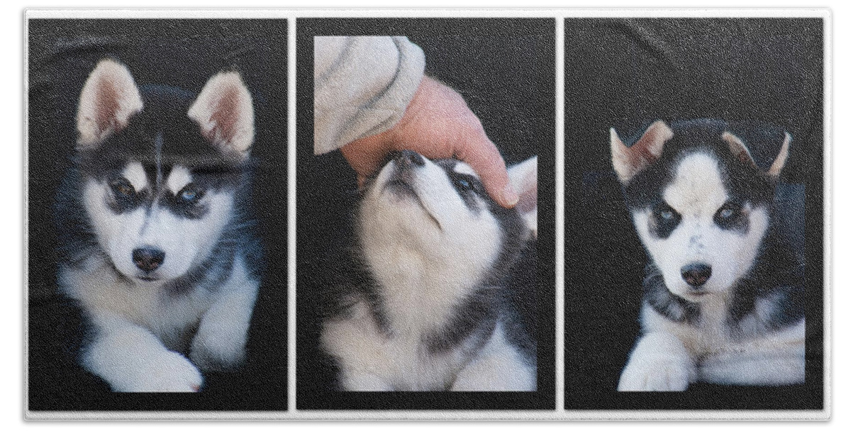 Siberian Beach Sheet featuring the photograph Siberian Husky Puppies Mans Best Friend by Kathy Clark