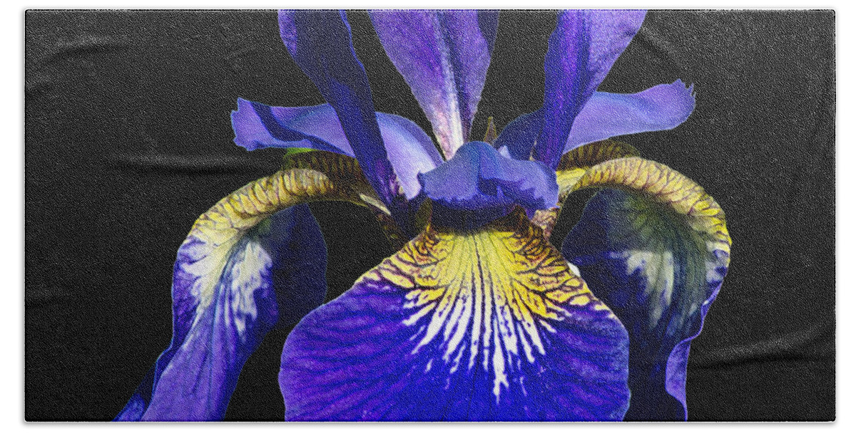 Siberian Iris On Black Beach Towel featuring the photograph Siberian Iris on black by Torbjorn Swenelius