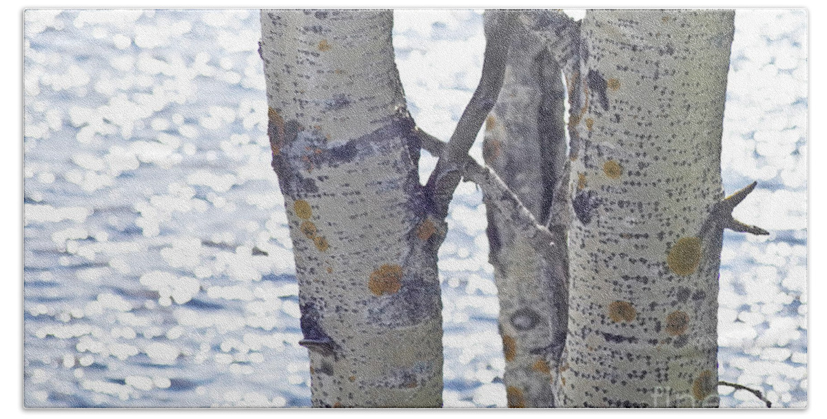 Tree Beach Towel featuring the photograph Silver birch trees at a sunny lake by Heiko Koehrer-Wagner