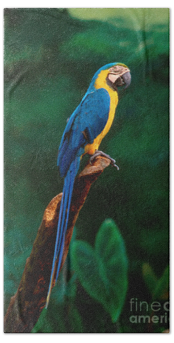 Vibrant Color; Branch; Perching; No People; Vertical; Outdoors; Day; Full Length; One Animal; Wildlife; Singapore; Macaw; Jurong Beach Towel featuring the photograph Singapore Macaw At Jurong Bird Park by Anonymous
