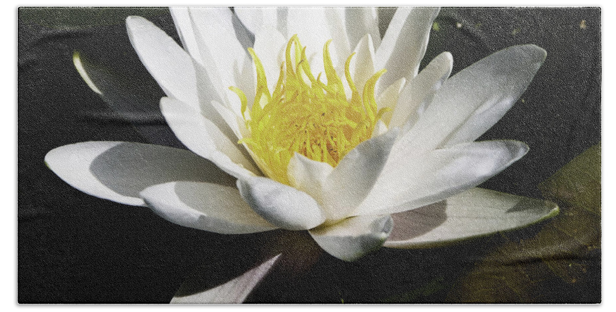 Heron Heaven Beach Towel featuring the photograph Single Water Lily by Ed Peterson