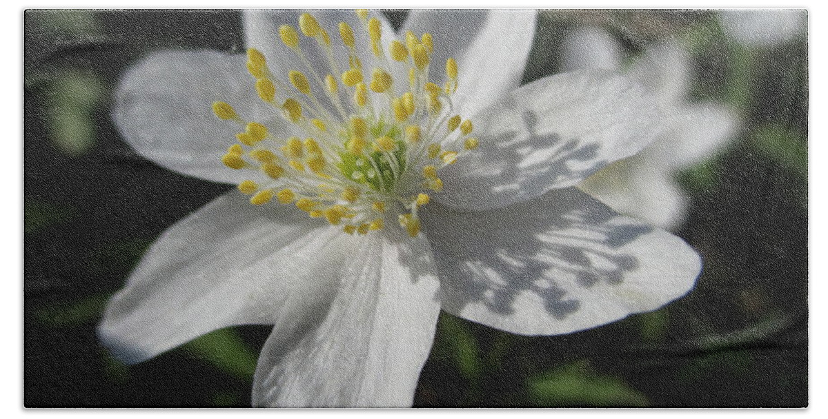 White Wood Anemones Beach Towel featuring the photograph Single White Wood Anemone by Martin Howard