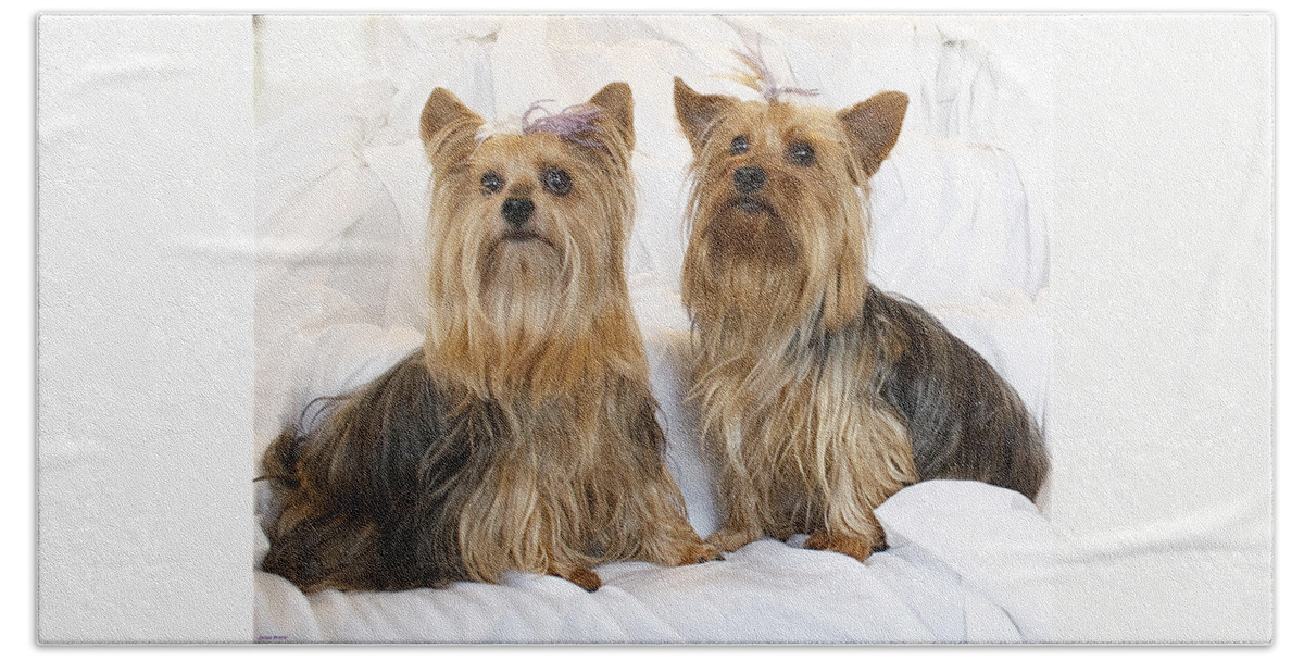 Dogs Beach Sheet featuring the photograph Sitting Pretty by Suanne Forster