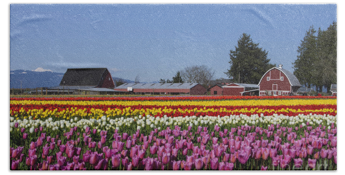 Tulip Beach Towel featuring the photograph Skagit Tulips by Louise Magno
