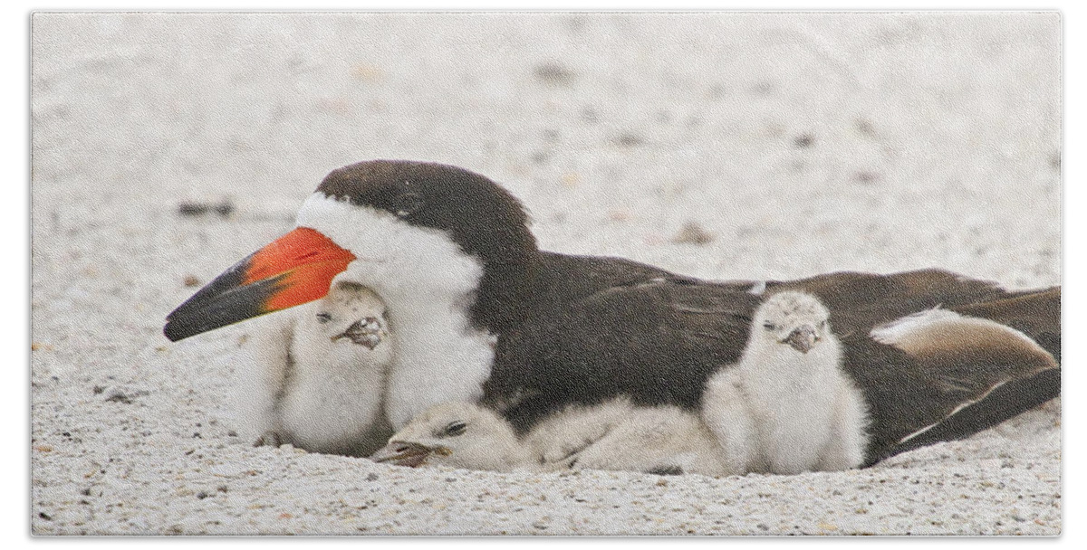 American Black Skimmer Beach Towel featuring the photograph Skimmer Family Cuddle by Barbara Bowen
