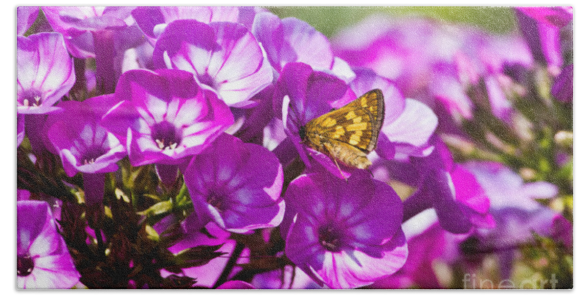 Insect Beach Sheet featuring the photograph Skipper Butterfly on Flower by Ms Judi