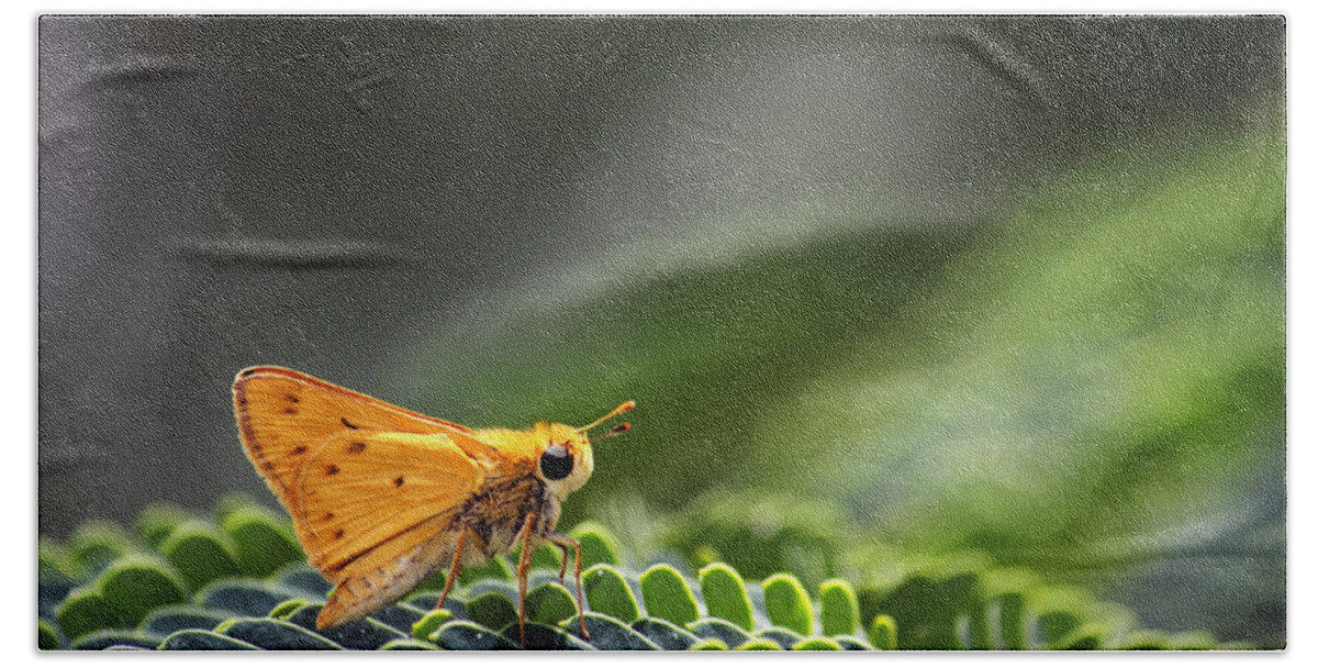 Macro Beach Towel featuring the photograph Skipper Butterfly on Mimosa Leaf by Jason Politte