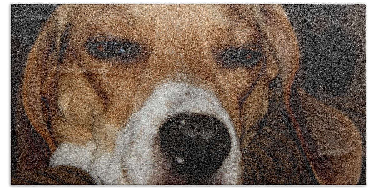Sleepy Beagle Beach Sheet featuring the photograph Sleepy Beagle by John Telfer