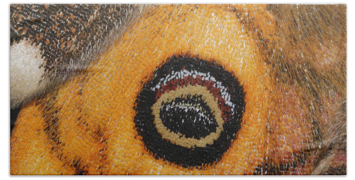 Feb0514 Beach Towel featuring the photograph Small Emperor Moth Eyespot On Wing by Thomas Marent
