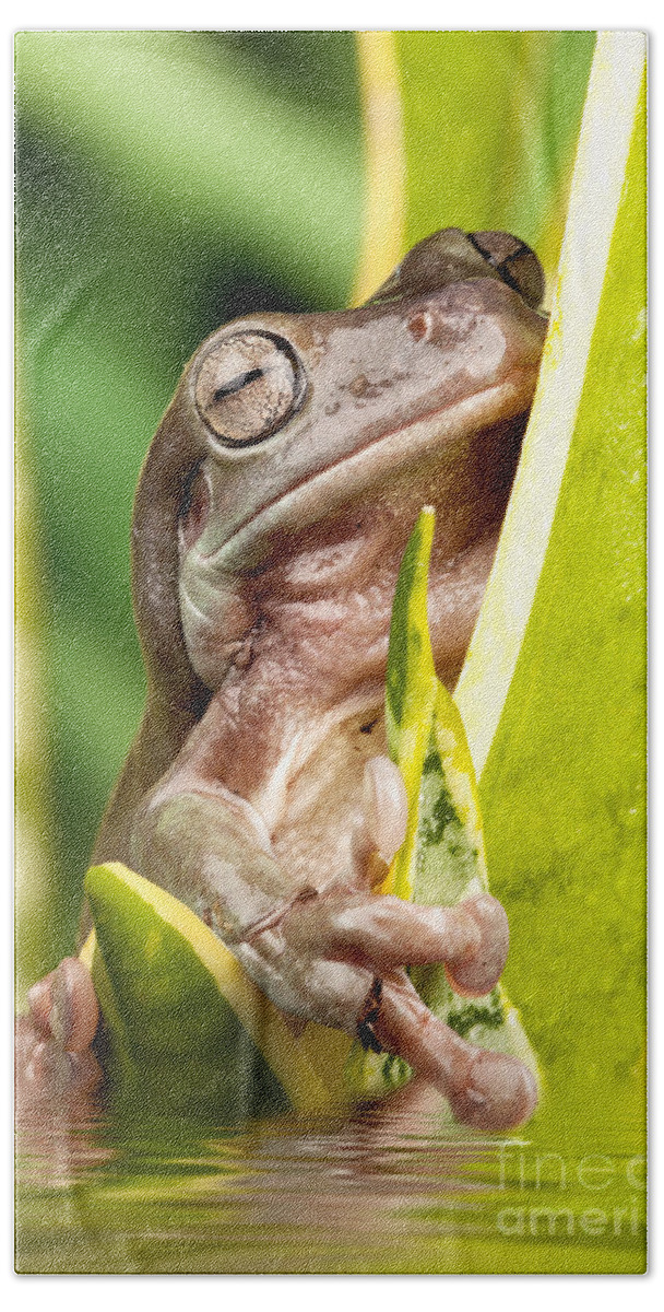 Abstract Beach Towel featuring the photograph Small frog on a plant by Simon Bratt
