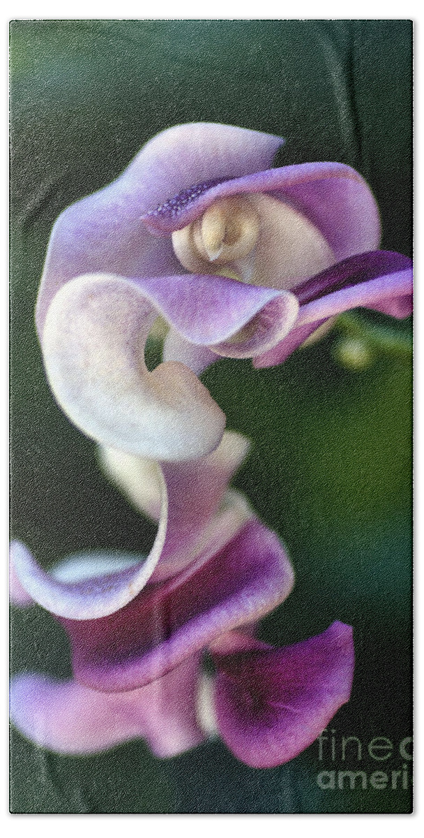 Corkscrew Vine Flower Beach Towel featuring the photograph Snail Flower by Joy Watson
