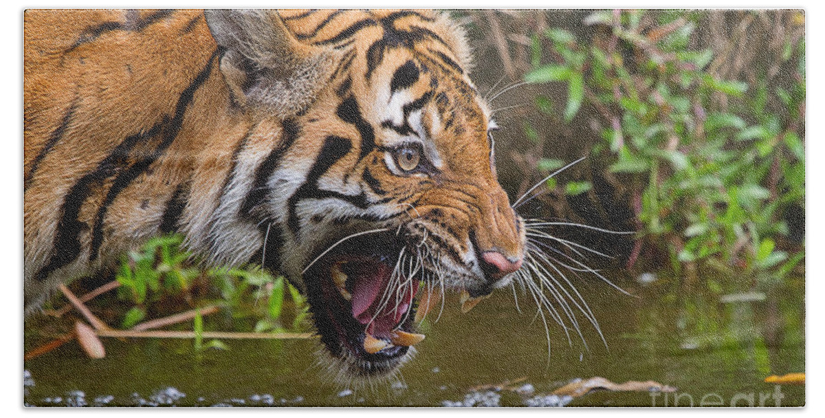 Nature Beach Towel featuring the photograph Snarling Tiger by Louise Heusinkveld