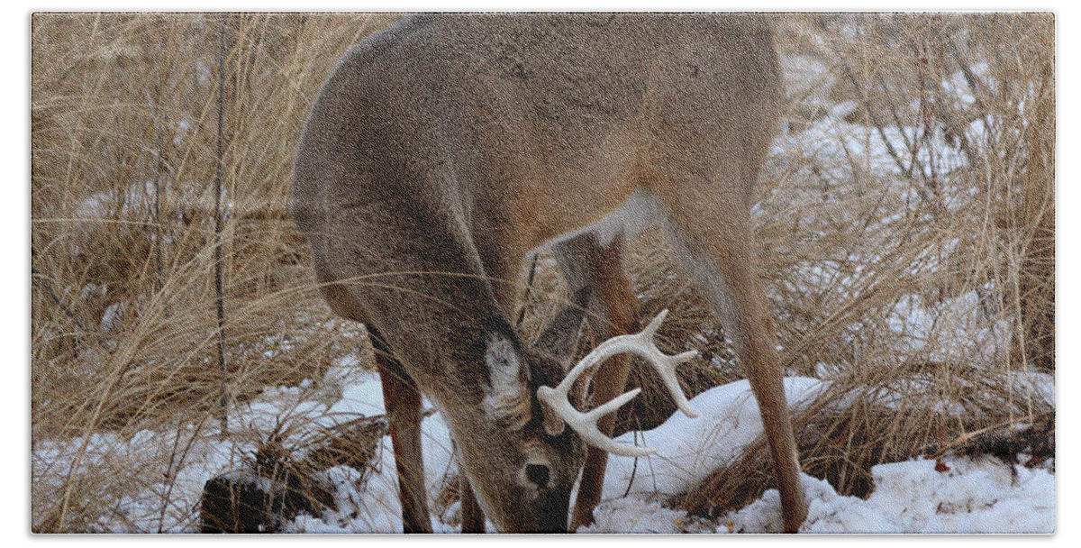 Deer Beach Towel featuring the photograph Sniffing Stag by Lori Tordsen