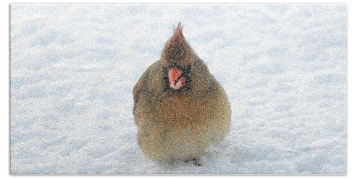 Cardinal Beach Towel featuring the photograph Snow Beard by Holden The Moment