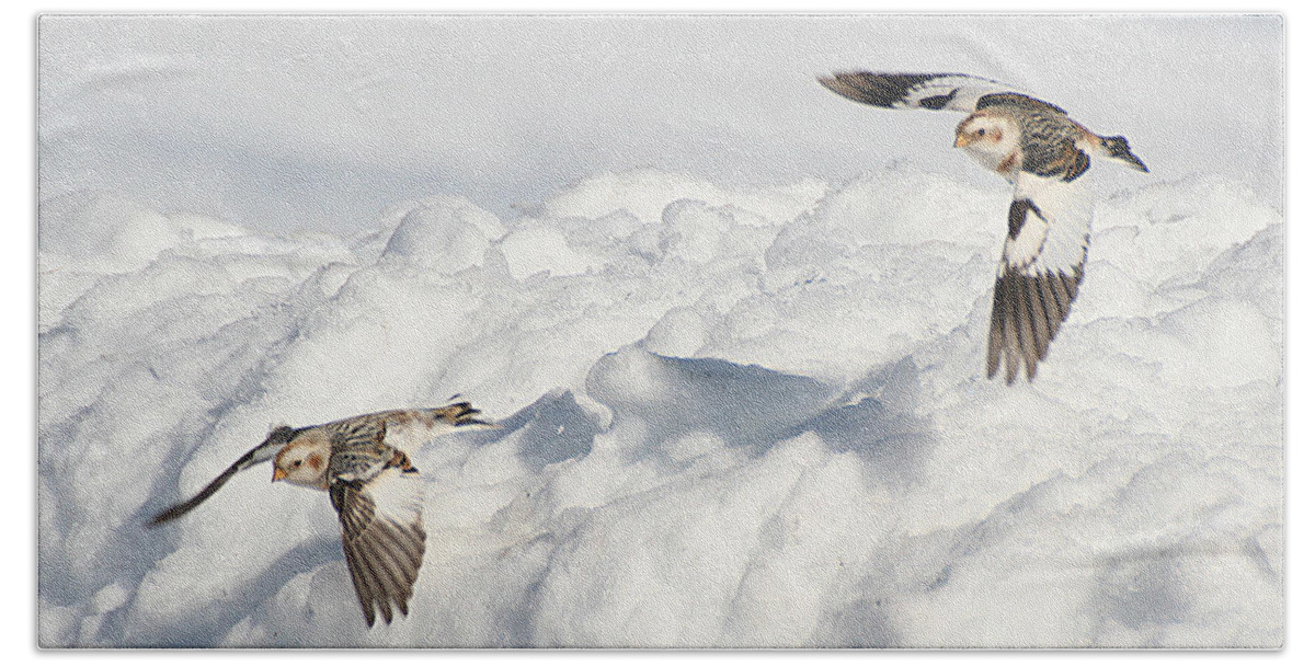 Wildlife Beach Towel featuring the photograph Snow Buntings in Flight by William Selander