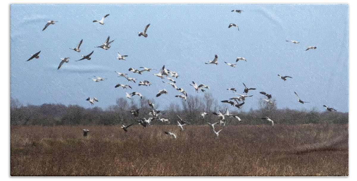 Snow Geese Beach Towel featuring the photograph Snow Geese Lacassine NWRFields by Lizi Beard-Ward