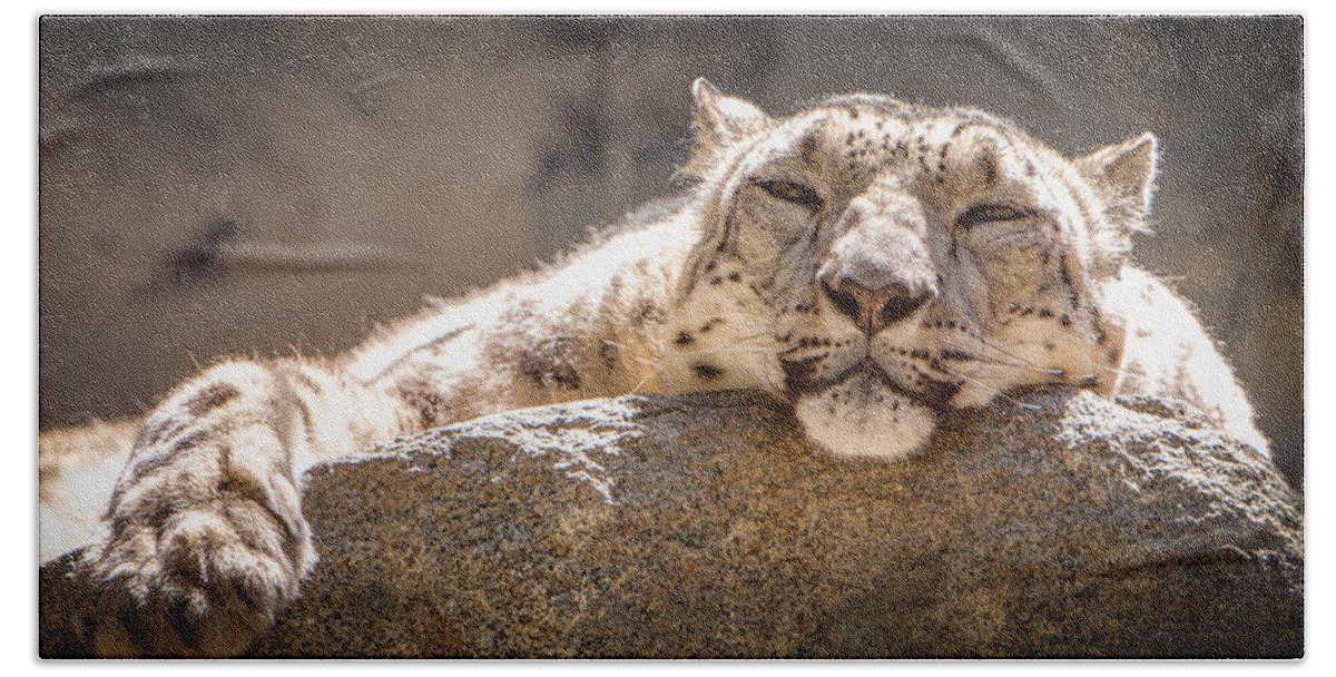 Animal Beach Towel featuring the photograph Snow Leopard Relaxing by John Wadleigh