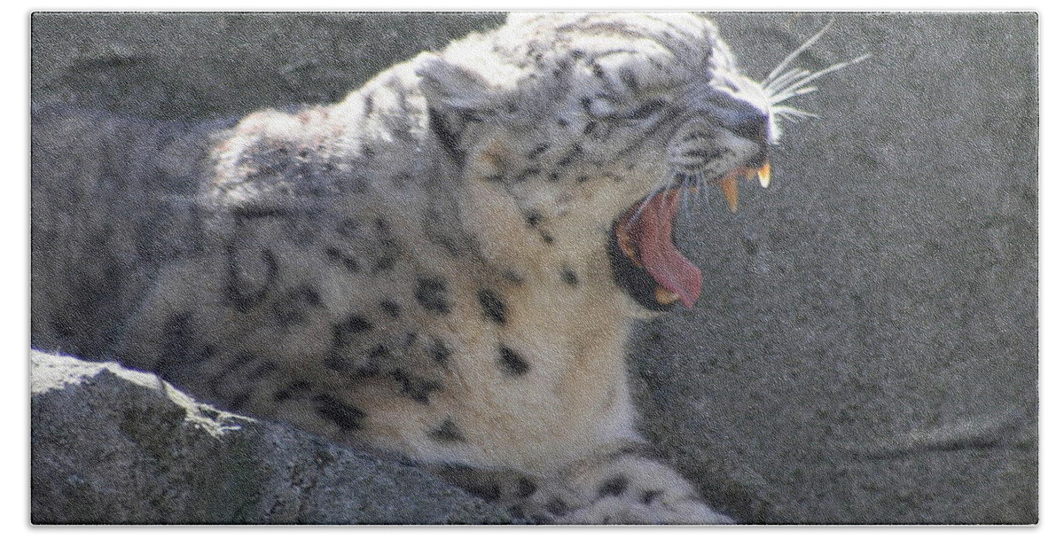 Panthera Uncia Beach Towel featuring the photograph Snow Leopard Yawn by Neal Eslinger