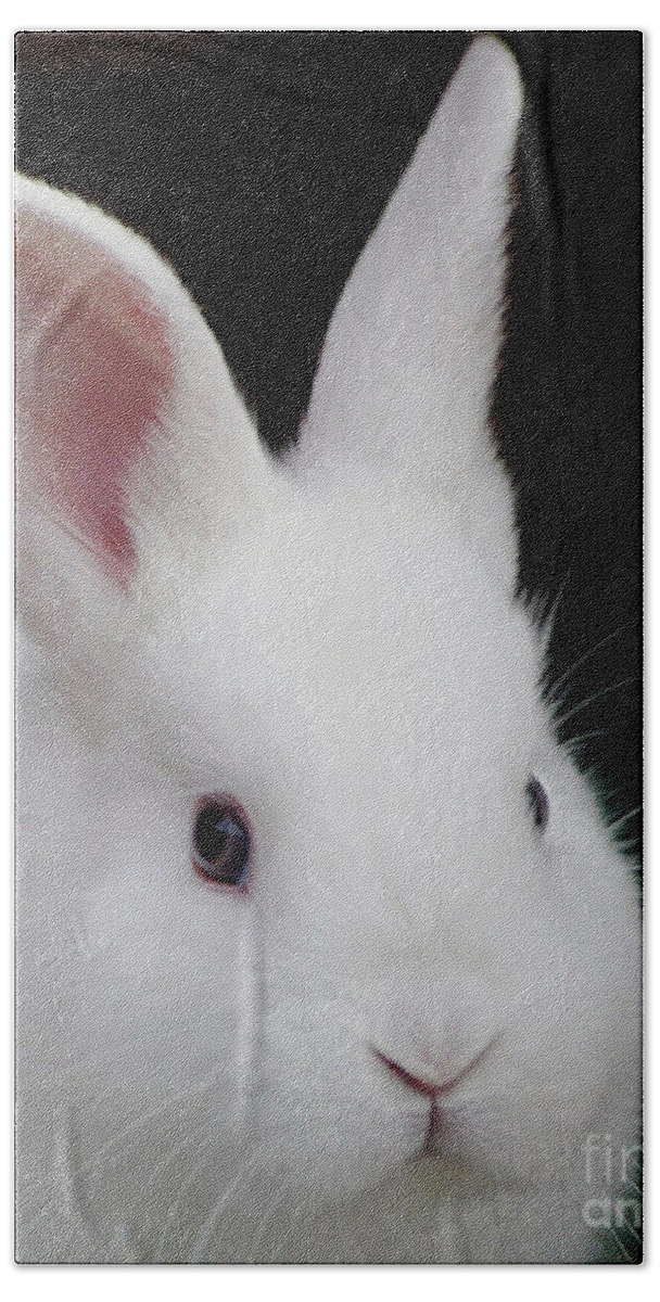 Bunny Beach Towel featuring the photograph Snow White by Living Color Photography Lorraine Lynch