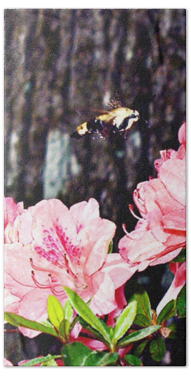 Moth Photography Beach Towel featuring the photograph Snowberry Clearwing II- Sphinx Moth by Patricia Griffin Brett