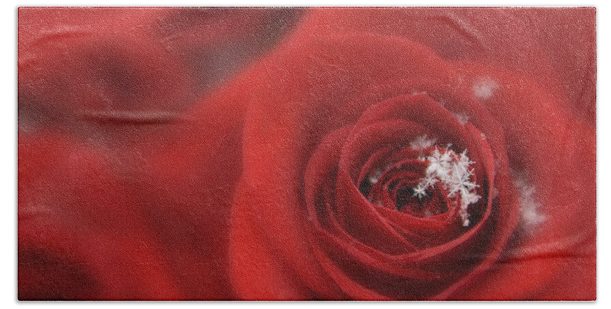 Seasonal Beach Towel featuring the photograph Snowflakes on a Rose by Lori Grimmett