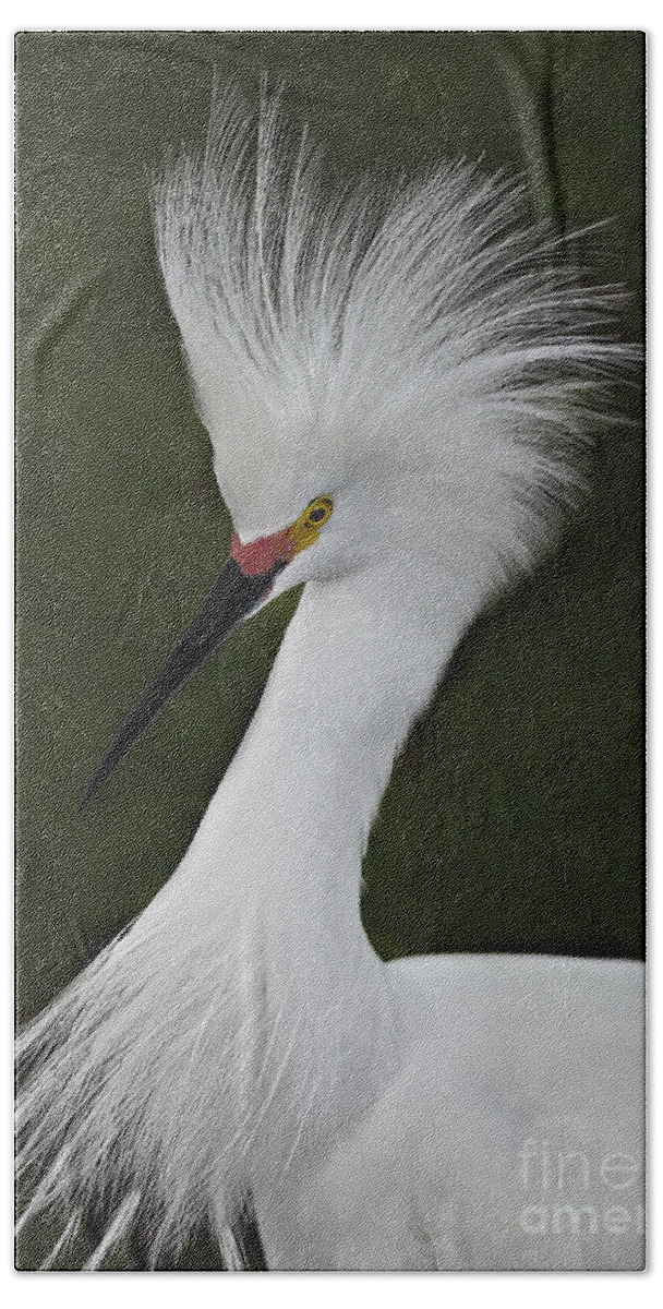 Snowy Egret Beach Towel featuring the photograph Snowy Egret Display by Susan Candelario