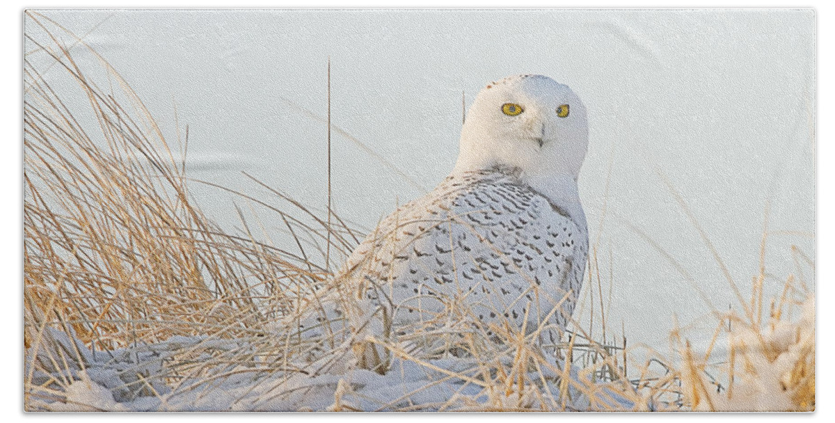 Snowy Owl Beach Towel featuring the photograph Snowy Owl in the Snow Covered Dunes by John Vose