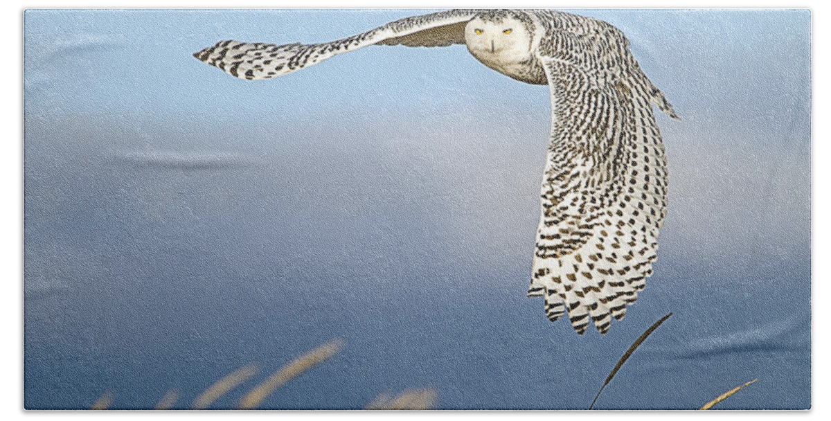 Snowy Owl Beach Towel featuring the photograph Snowy Owl Over the Dunes by John Vose