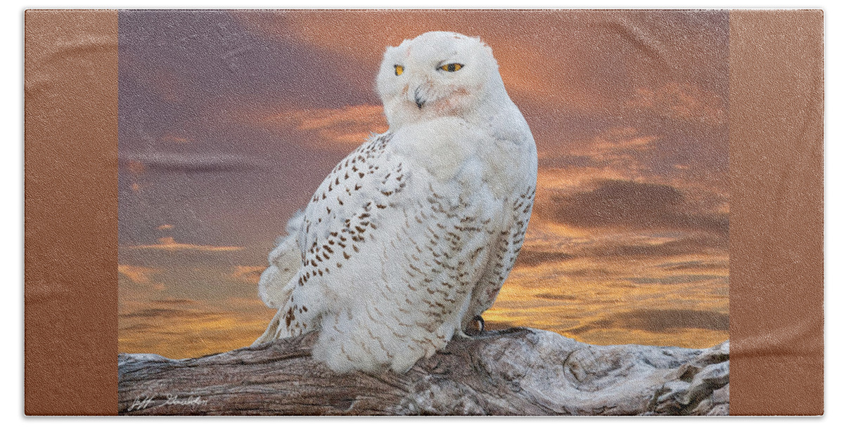 Animal Beach Sheet featuring the photograph Snowy Owl Perched at Sunset by Jeff Goulden