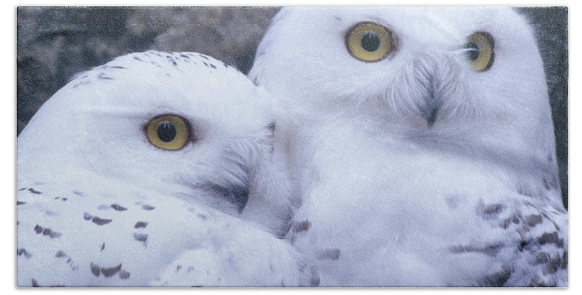 Snowy Owls Beach Towel featuring the photograph Snowy Owls by Paal Hermansen