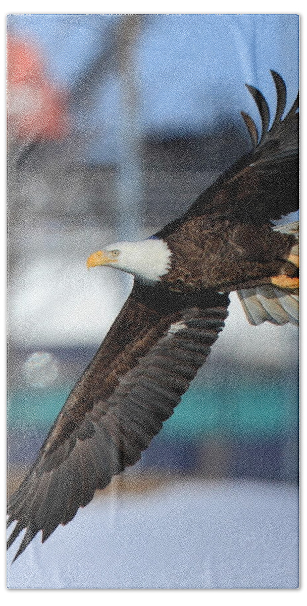 American Bald Eagle Beach Towel featuring the photograph Soaring Eagle by Coby Cooper