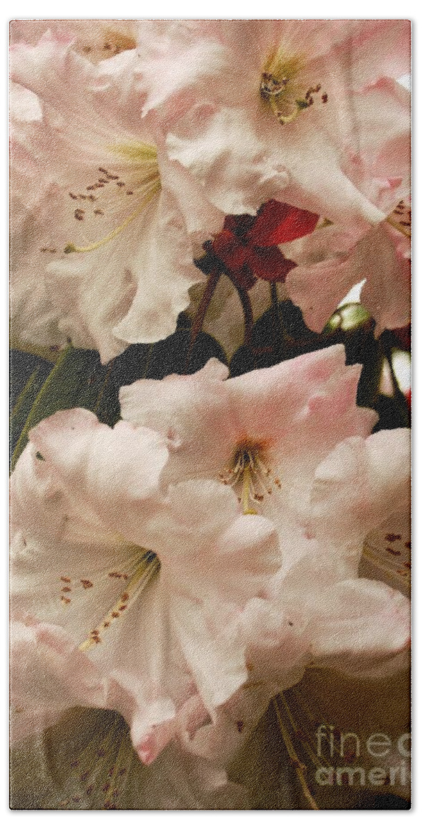 Flower Beach Towel featuring the photograph Soft Pink Rhododendrons by Carol Groenen