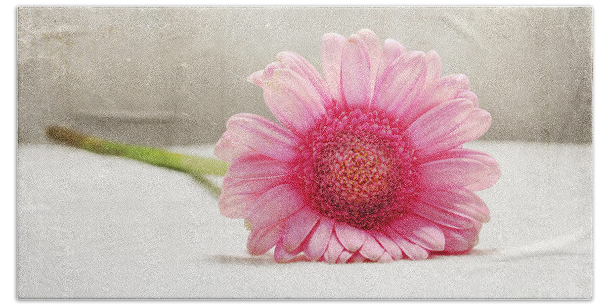 Daisy Beach Towel featuring the photograph Softness in Pink by Randi Grace Nilsberg