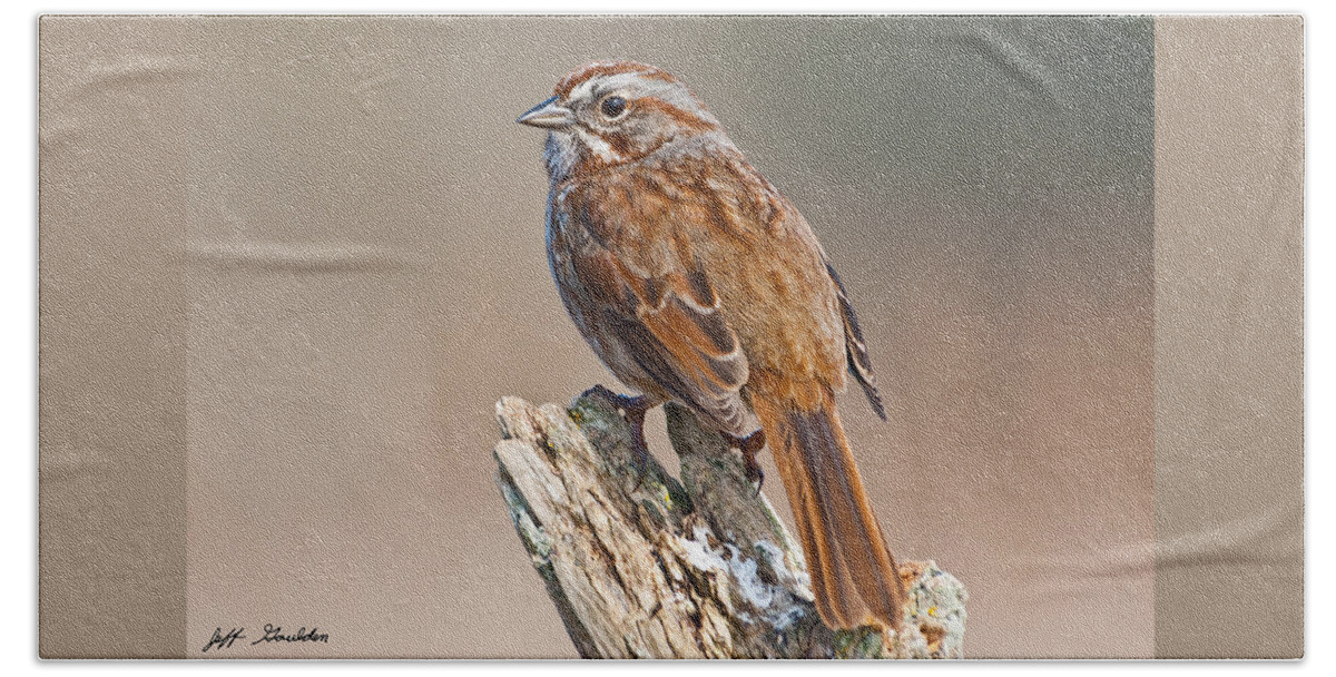 Animal Beach Towel featuring the photograph Song Sparrow on a Driftwood Perch by Jeff Goulden