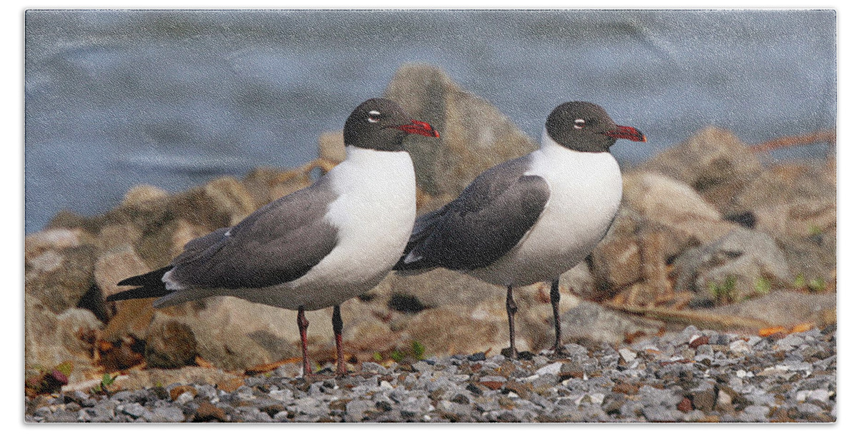 Seagulls Beach Sheet featuring the photograph Mr. and Mrs. Laughing Gull by Geoff Crego