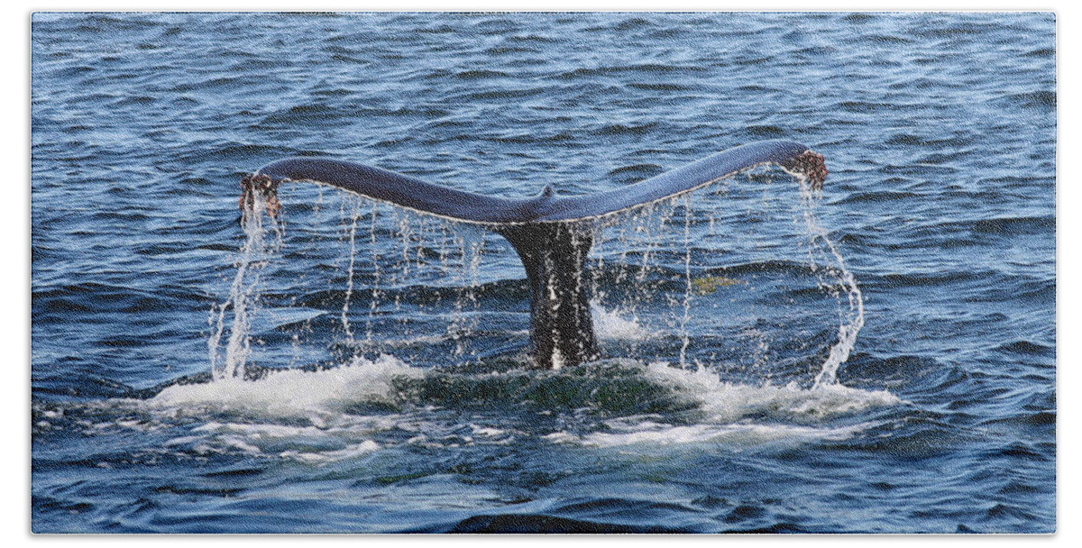 Water Beach Sheet featuring the photograph Sounding Humpback by Ginny Barklow