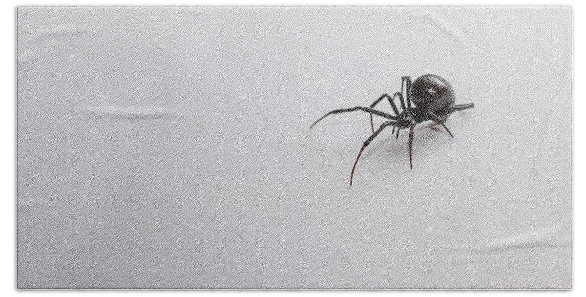 Black Beach Sheet featuring the photograph Southern Black Widow Spider by Amber Flowers