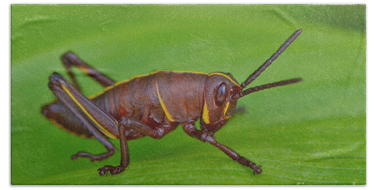 Grasshopper Beach Towel featuring the photograph Southern Lubber Grasshopper Nymph by Kathy Baccari