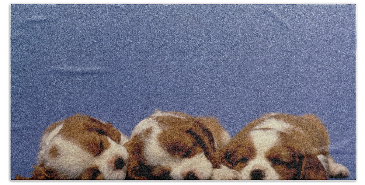 Animal Beach Towel featuring the photograph Spaniel Puppies by Jeanne White