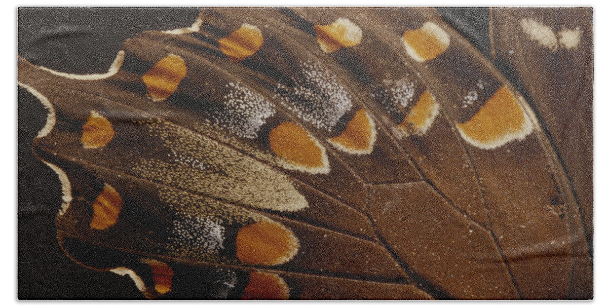Animal Beach Towel featuring the photograph Spicebush Swallowtail Under Normal by Gary Retherford