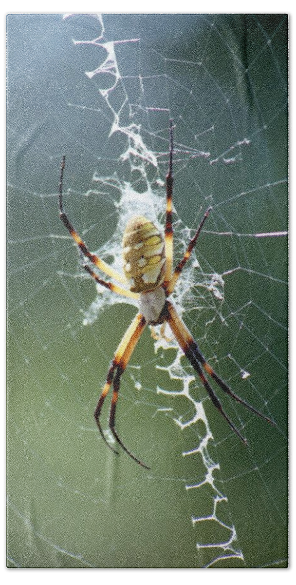 Spider Beach Towel featuring the photograph Spider - Black and Yellow Argiope 04 by Pamela Critchlow
