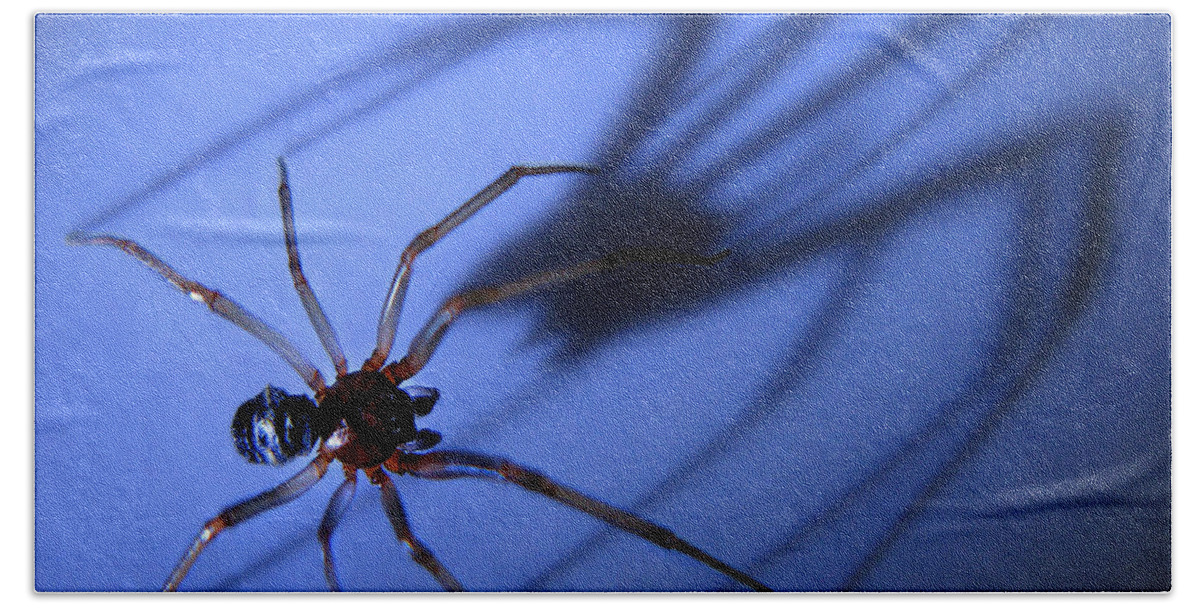 Spider Beach Towel featuring the photograph Spider Blue by Jennie Breeze