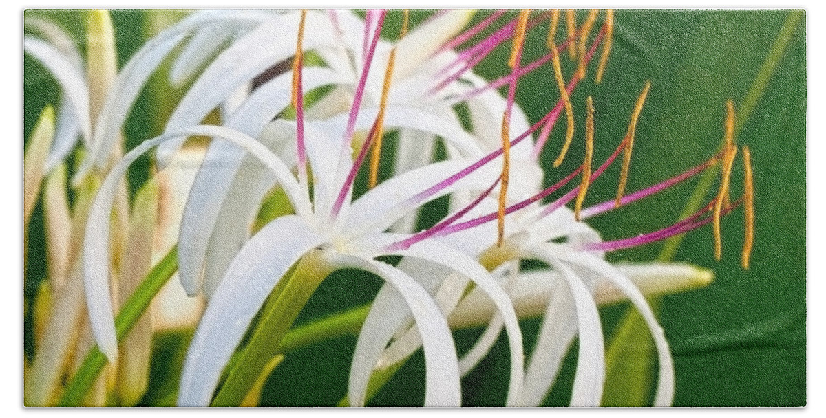 Flowers Beach Sheet featuring the photograph Spider Lily 1 by Roselynne Broussard