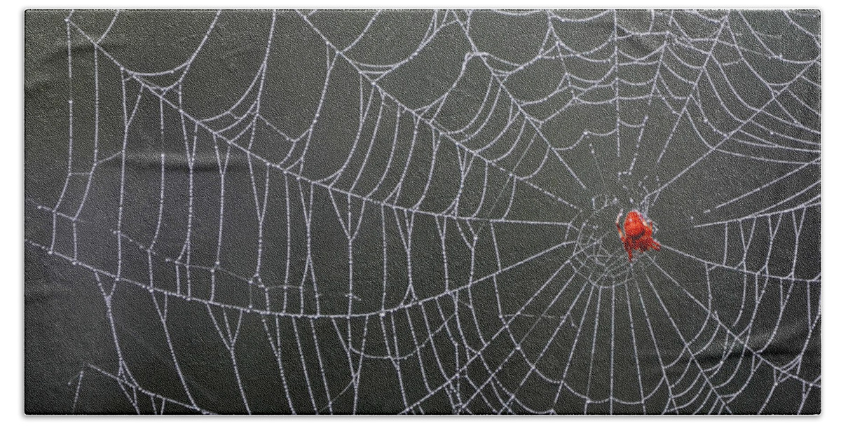 Spider Web Beach Towel featuring the photograph Spider Web by Christina Rollo