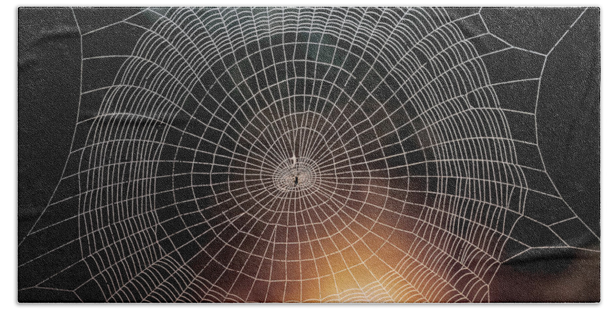 Insect Beach Towel featuring the photograph Spider Web by Hermann Eisenbeiss