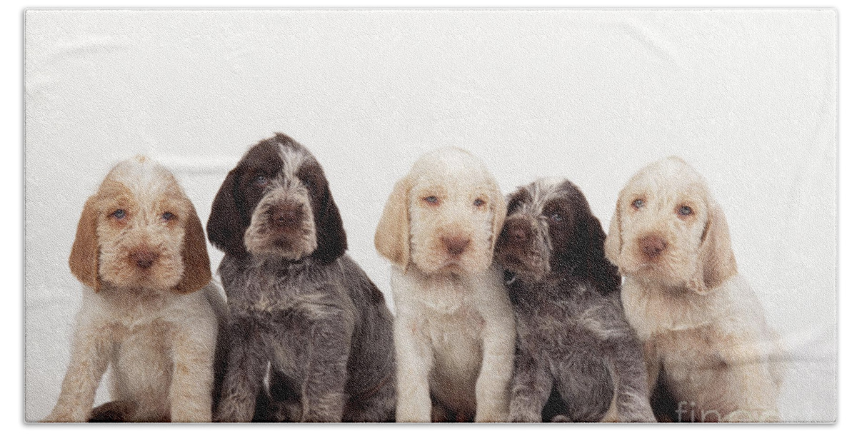 Dog Beach Towel featuring the photograph Spinone Puppy Dogs by John Daniels