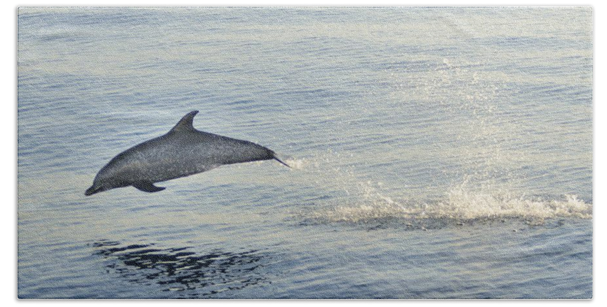 Spotted Dophin Beach Towel featuring the photograph Spotted Dolphin Leaping by Bradford Martin